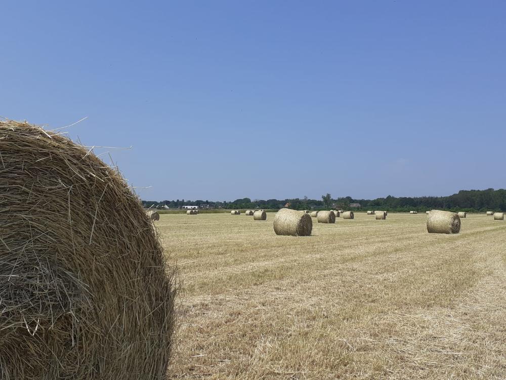 Rundballen nach der Heuernte