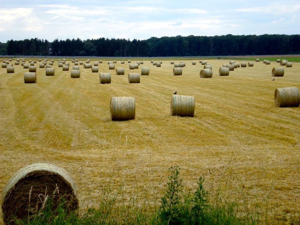 Abgemähte Heuwiese mit Heuballen auf dem Bauernhof Mankwald